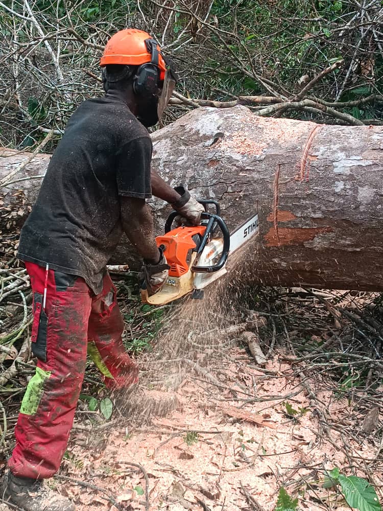 Tronçonnage en forêt