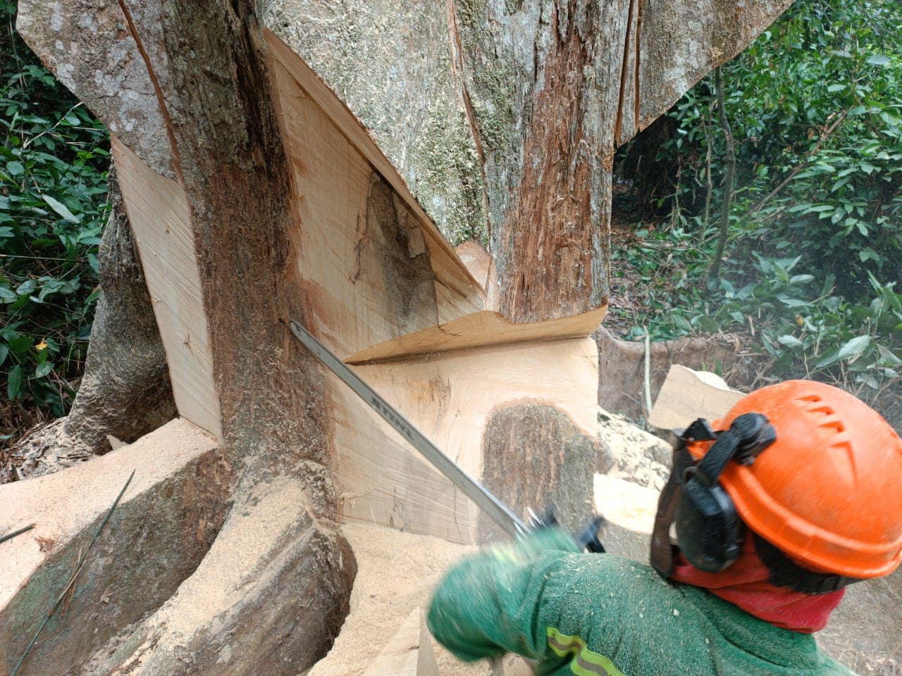 Élagage des bois dangereux
