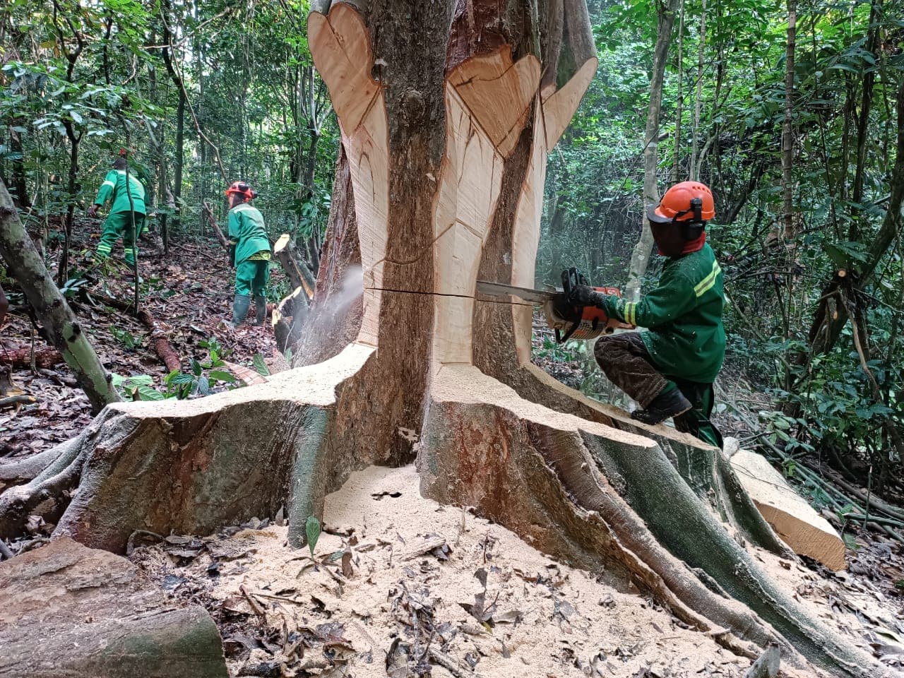 Tronçonnage de parcs & forêts